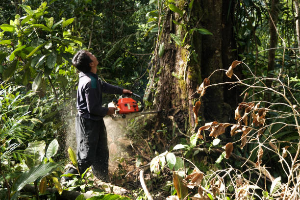 Why Choose Our Tree Removal Services in Lakewood, OH?