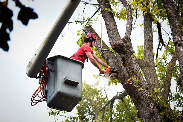 Lakewood, OH  Tree Services Company